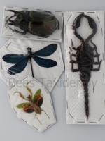 Insecten ongeprepareerd, Insects DIY dried and unmounted
