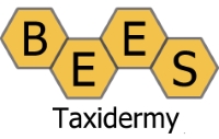 Vestalis luctuosa - Ongeprepareerd - Bees Taxidermie