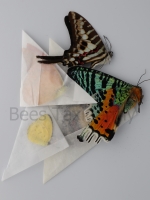 Vlinders ongeprepareerd - Butterfly dried and unmounted