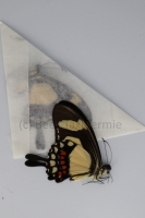 Papilio torquatus - Ongeprepareerd