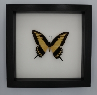 Papilio lycophron