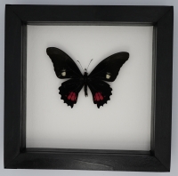 Papilio anchisiades diores
