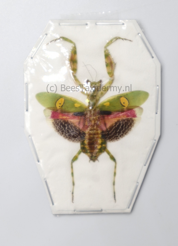 Creobroter gemmatus - Ongeprepareerd