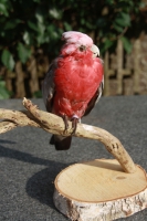 Roze kakatoe